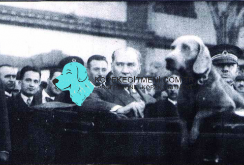 Mustafa Kemal Atatürkün Köpeği Foks