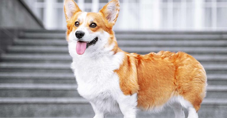 Pembroke Welsh Corgi