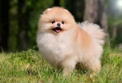 Pomeranian Boo