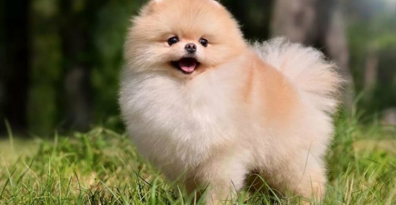 Pomeranian Boo