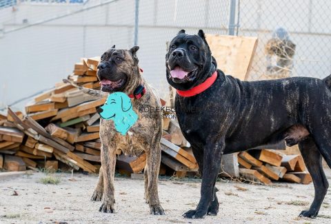 Presa Canario İsimleri