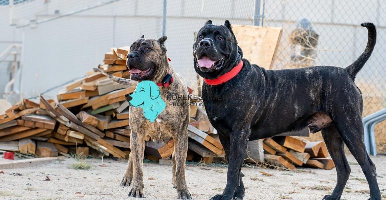 Presa Canario İsimleri