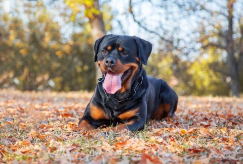 Rottweiler