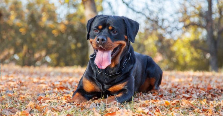 Rottweiler