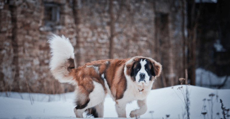 Saint Bernard