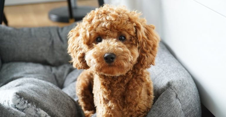 Toy Poodle