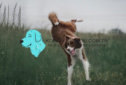 köpek enerjisini nasıl atar