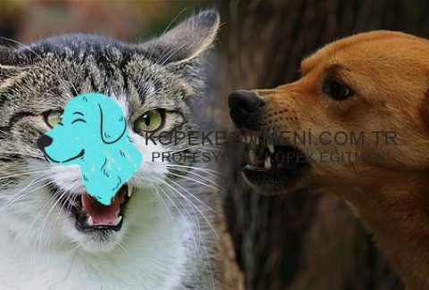 köpek kedilere neden saldırır