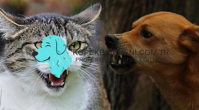 köpek kedilere neden saldırır