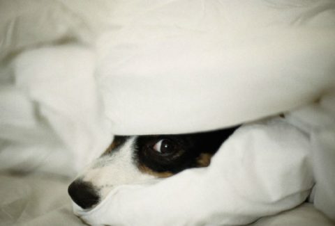 köpek neden korkar