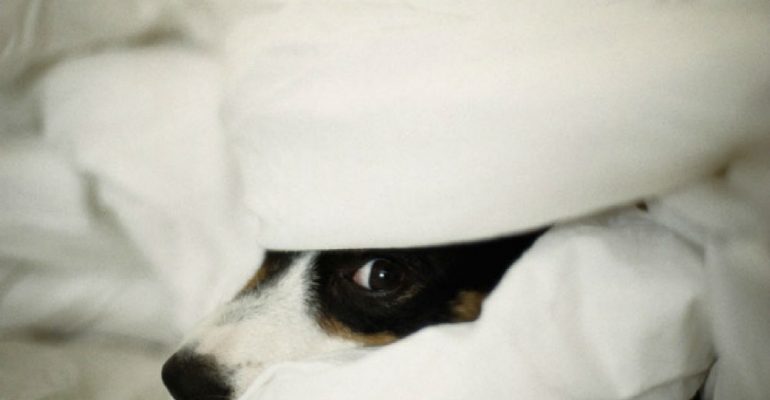 köpek neden korkar