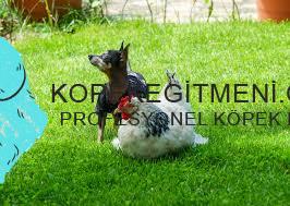 köpek tavuklara nasıl alıştırılır