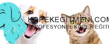 köpek ve kedi nasıl alıştırılır