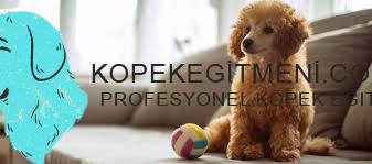 köpeklerde otizm belirtileri
