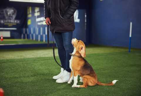 1 Yaşında Köpek Eğitimi