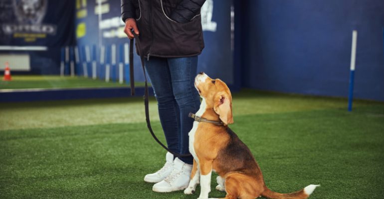 1 Yaşında Köpek Eğitimi