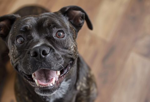 2 Yaşında Köpek Eğitimi