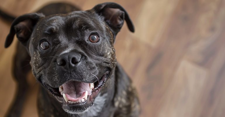2 Yaşında Köpek Eğitimi