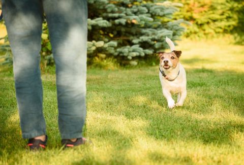 3 Yaşında Köpek Eğitimi