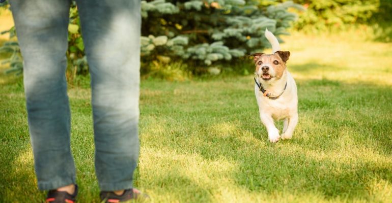 3 Yaşında Köpek Eğitimi