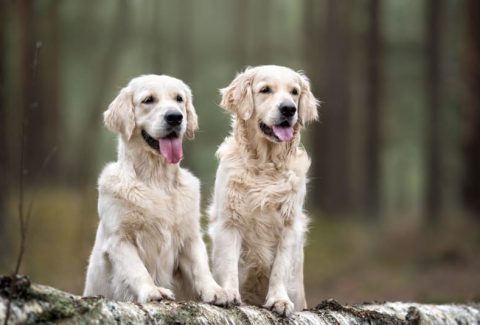 4 Yaşında Köpek Eğitimi