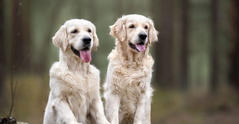 4 Yaşında Köpek Eğitimi