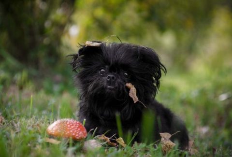 Affenpinscher