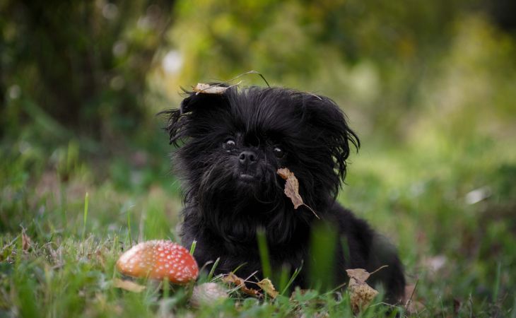 Affenpinscher