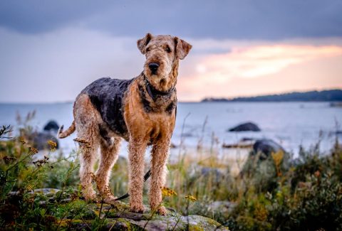 Airedale Terrier