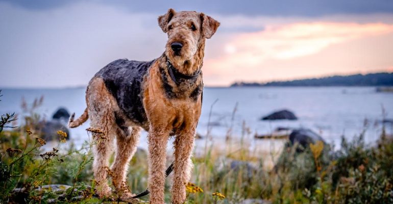 Airedale Terrier