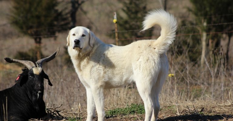 Akbaş