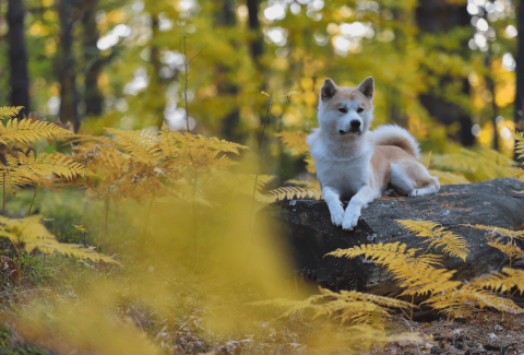 Akita