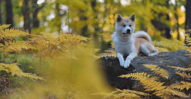 Akita