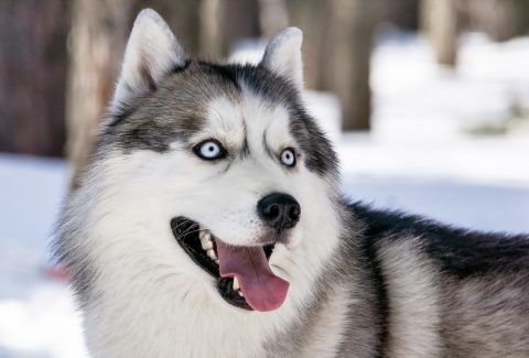 Alaska Kurdu