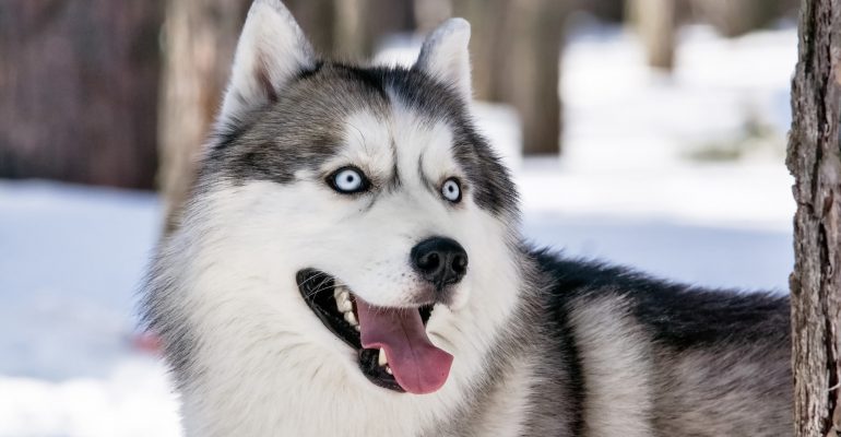 Alaska Kurdu