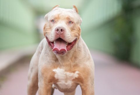 American Bully