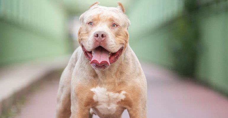 American Bully