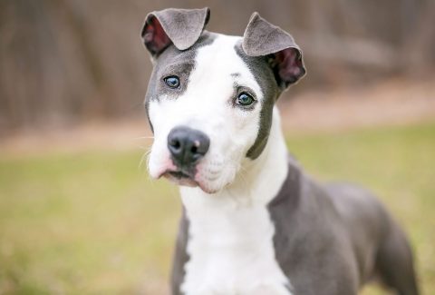 American Pitbull Terrier