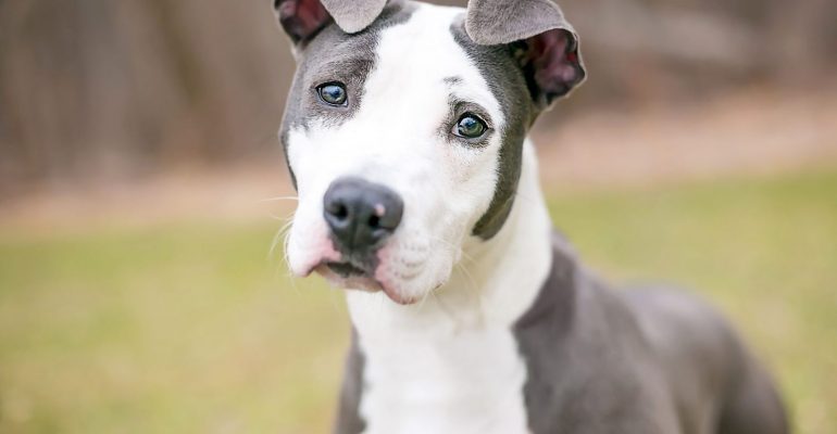American Pitbull Terrier