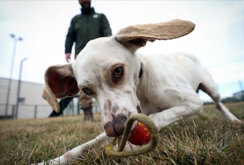 Av Köpeği