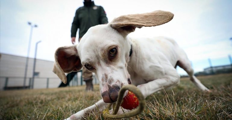 Av Köpeği