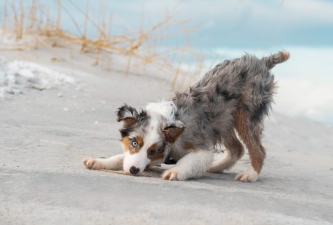 Avustralya Çoban Köpeği