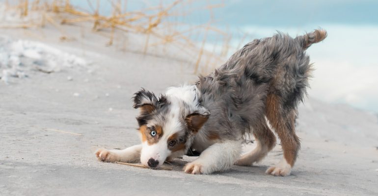 Avustralya Çoban Köpeği