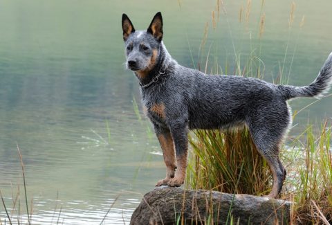 Avustralya Sığır Çoban Köpeği