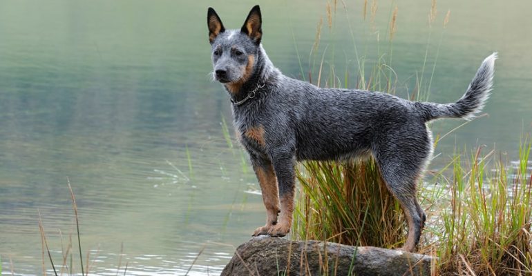 Avustralya Sığır Çoban Köpeği