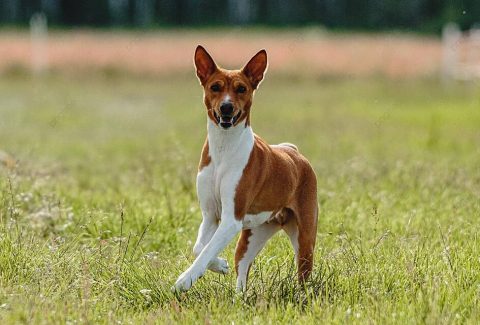 Basenji