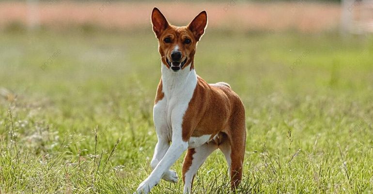 Basenji