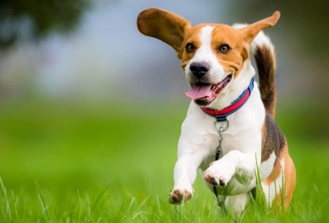 Beagle
