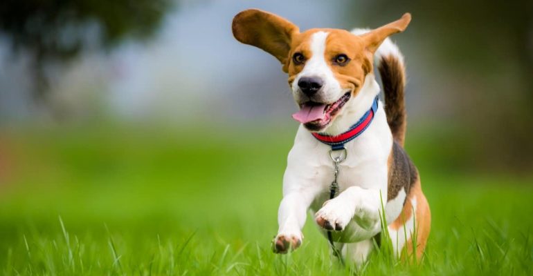 Beagle