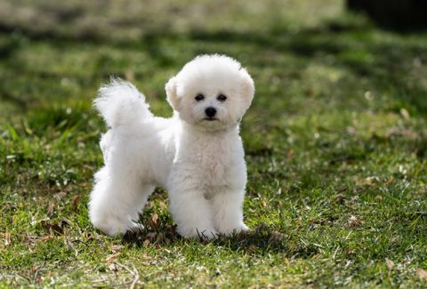 Bichon Frise